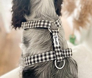 BANDIT